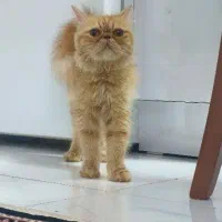 واگذار گربه پرشین