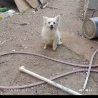 پامر روباهی 8ماهه ماده می باشد فوری