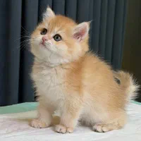 بریتیش شورت هیر و لانگ هیر