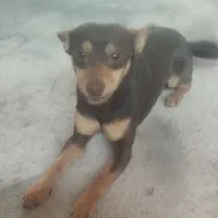 سگ گمشده|حیوانات|تبریز, |دیوار