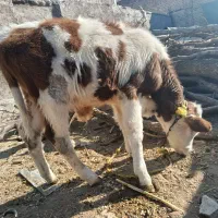 گوساله سیمینتال|حیوانات مزرعه|ویسیان, |دیوار