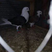 کفتر میزان بگیر فقط بپرون یا جوجه بکش