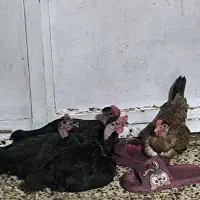 مرغ گردن لخت