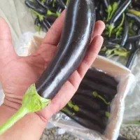 بادمجان رودان عمده