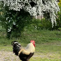 استخدام کارگر فنی وبا تجربه