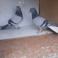 سبز کاکلی دم سفید