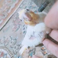 جوجه عروس هلندی لوتینو