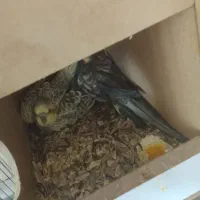 عروس هلندی با سه تا تخم