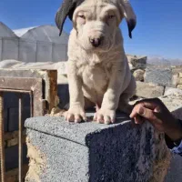 داگو آرژانتینو توله برای فروش