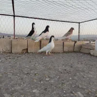 شهری کبوتر|پرنده|فسا, |دیوار