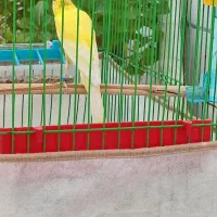 قناری سوپر مست|پرنده|خورموج, |دیوار