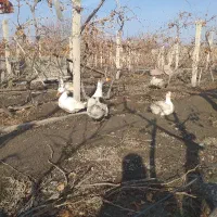 سلام غاز اهلی تخم گذار ۳عدد مانده هردونه 14000000