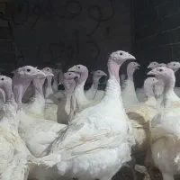 بوقلمون زنده وگوشت بوقلمون