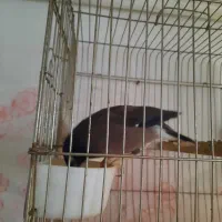 فروش مرغ مینا|پرنده|بومهن, |دیوار