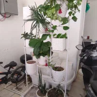 استند جا گلدانی|گل و گیاه طبیعی|کرمان, |دیوار