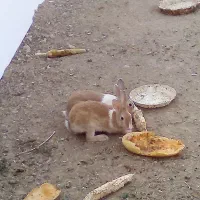 خرگوش دستی|موش و خرگوش|شاهینشهر, گرگاب|دیوار