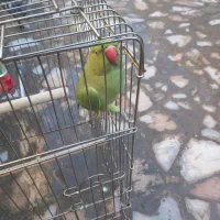 طوطی|پرنده|نیشابور, رحمت آباد|دیوار