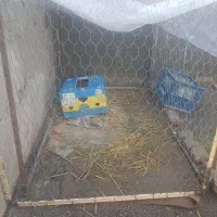 قفسه|لوازم جانبی حیوانات|آق قلا, |دیوار