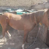 اسب نر|اسب و تجهیزات اسب‌سواری|جلگه رخ, |دیوار