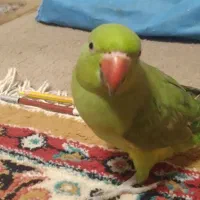 جوجه ۳ماهه ملنگو نر شاه تخم