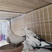 کبوتر فروشی