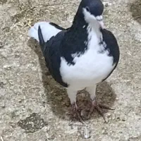 پرنده
