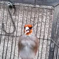 سهره دورگ کرمونی نشون دار