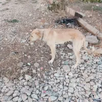 توله سگ ۶ماه مادر پژدر اصل پدر سرابی|سگ|پیرانشهر, |دیوار