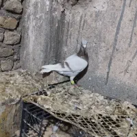 کبوتر صید وجوجه