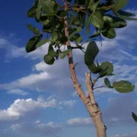 پیوند و ترکه