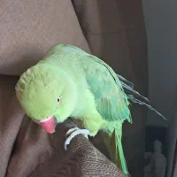 طوطی ملنگو ماده