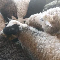 بره نر نژاد لاکن و رومن و رومانف(چندقلوزا)