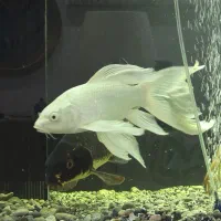 ماهی کوی پلاتینیوم