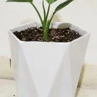 دیفن باخیا سالم