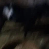 فروش دو عدد تروشت|حیوانات مزرعه|بمپور, |دیوار