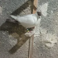 کبوتر صید پرشی|پرنده|مشهد, سیلو|دیوار