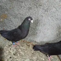 سلام جفت زاغ آبادانی|پرنده|اصفهان, شهرستان|دیوار