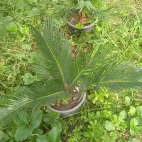 فروش ویژه سیکاس ریشه پر بسیار زیبا|گل و گیاه طبیعی|رامسر, |دیوار