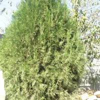 درخت کاج کامیس