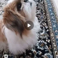 سگ شیتزو|سگ|جیرفت, |دیوار