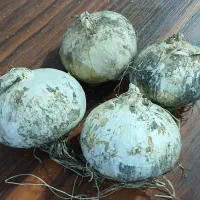 موسیر|خوردنی و آشامیدنی|خان ببین, |دیوار