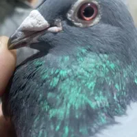 سبز دو خط نر