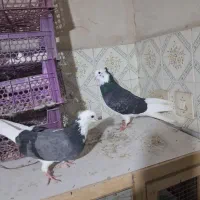 سه عدد کفتر پرشی ب شرط