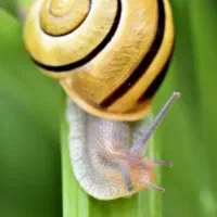 حلزون تراپی فشیال پاکسازی ۵۰۰