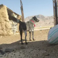 سگ لاس قدرجونی|سگ|مبارکه, |دیوار