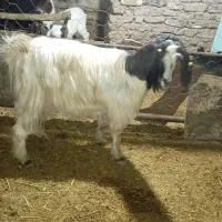 بز و بزغاله