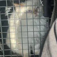 گربه پرشین سوپر فلت چشم آبی