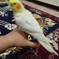 عروس هلندی|پرنده|باوی, |دیوار