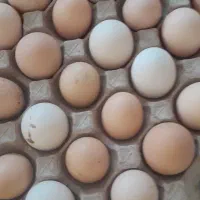 تخم مرغ محلی