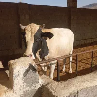 گاو نر